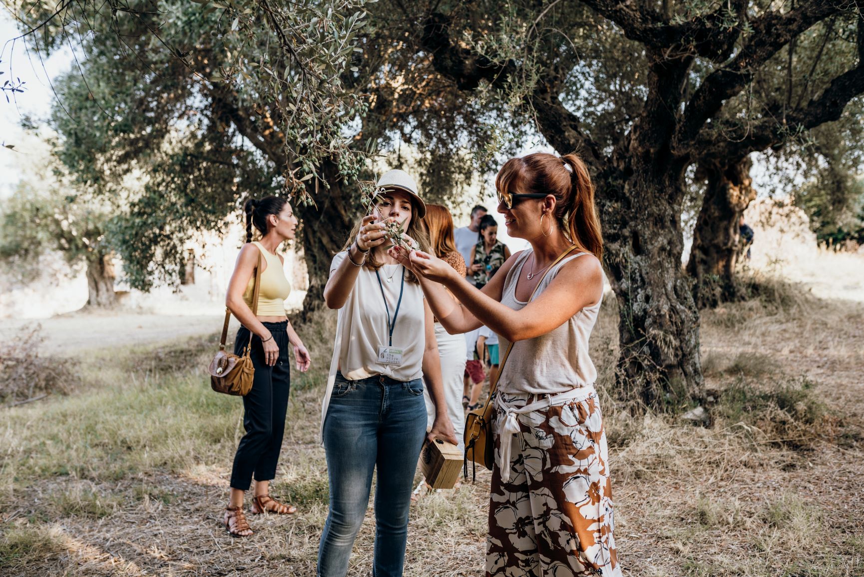The Olive Routes