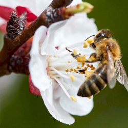 World Bee Day - May 20