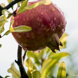 Pomegranate