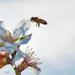 World Bee Day - May 20