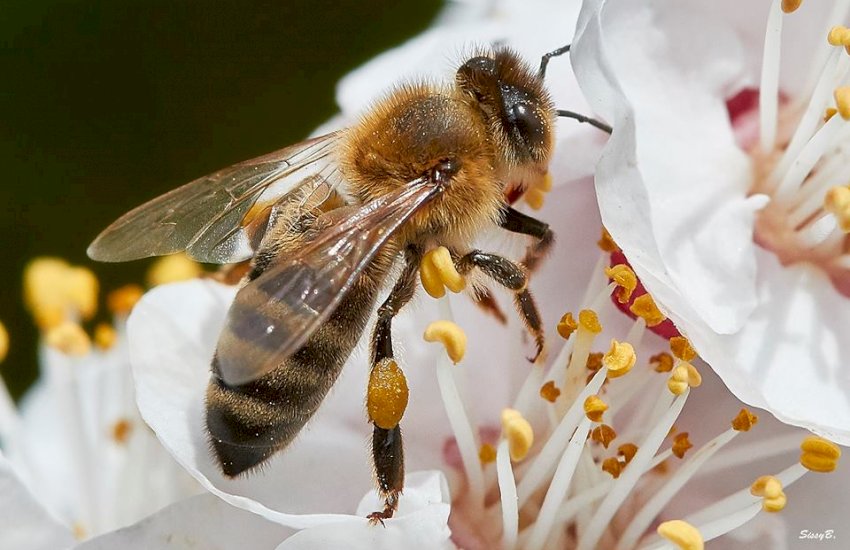 World Bee Day - May 20
