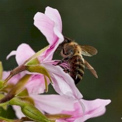 World Bee Day - May 20