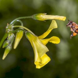 World Bee Day - May 20