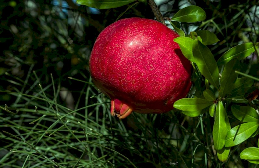 Pomegranate