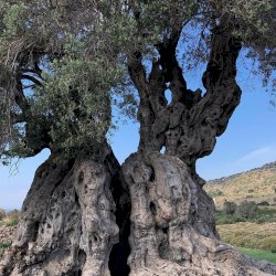 Aegina island ancient olive grove