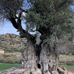 Aegina island ancient olive grove
