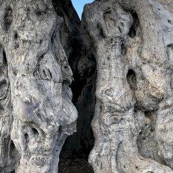 Aegina island ancient olive grove