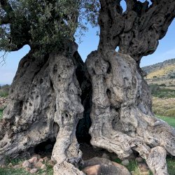 Aegina island ancient olive grove