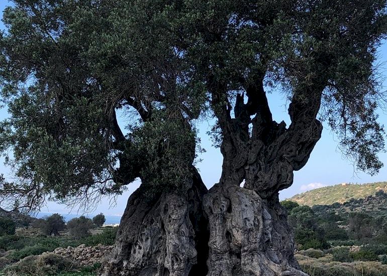 Aegina island ancient olive grove