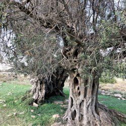 Aegina island ancient olive grove