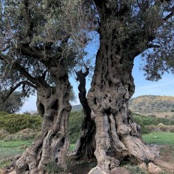 Aegina island ancient olive grove