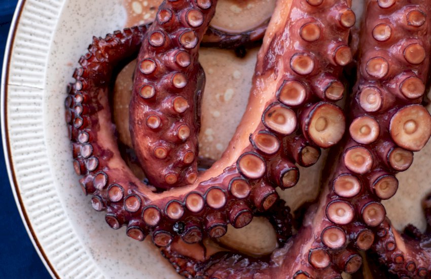 Octopus