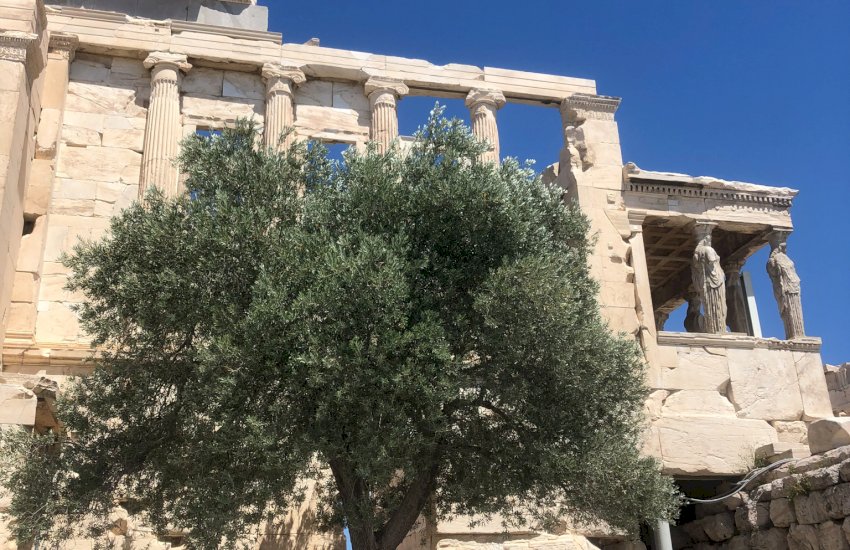 Acropolis olive tree - Greek mythology