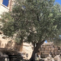 Acropolis olive tree - Greek mythology