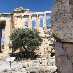 Acropolis olive tree - Greek mythology