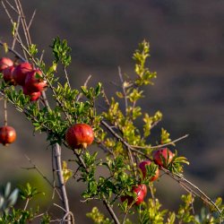 The pomegranate New Year Greek tradition