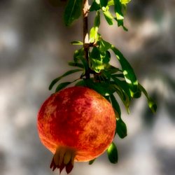 The pomegranate New Year Greek tradition