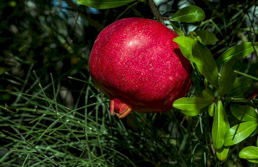 The pomegranate New Year Greek tradition