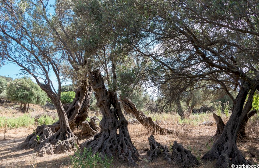 Exploring Gerontoelia, the oldest olive tree in the world