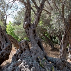 Exploring Gerontoelia, the oldest olive tree in the world