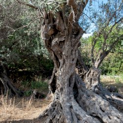 Exploring Gerontoelia, the oldest olive tree in the world