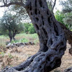 Exploring Gerontoelia, the oldest olive tree in the world