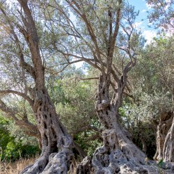 Exploring Gerontoelia, the oldest olive tree in the world