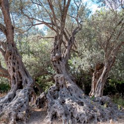 Exploring Gerontoelia, the oldest olive tree in the world