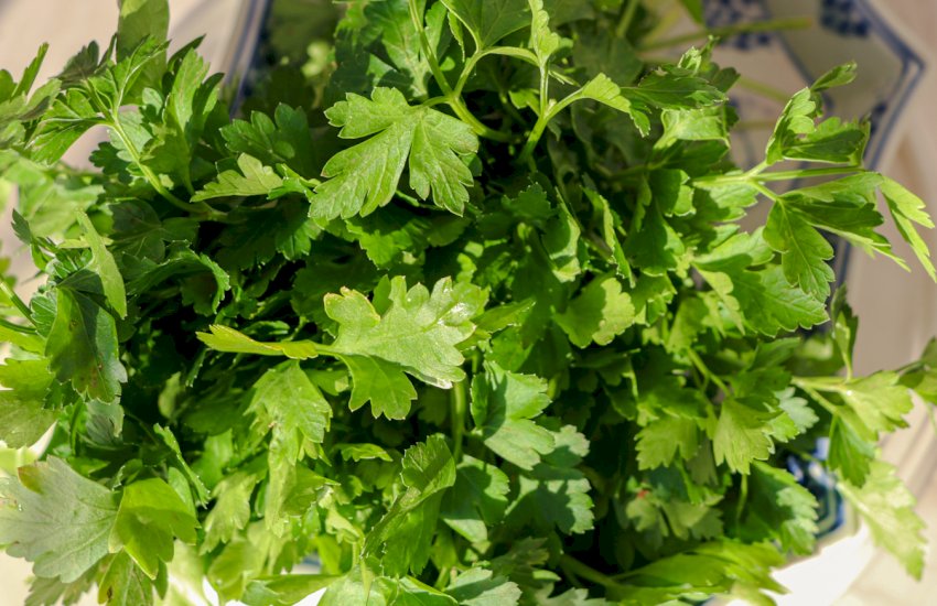 Parsley history and use