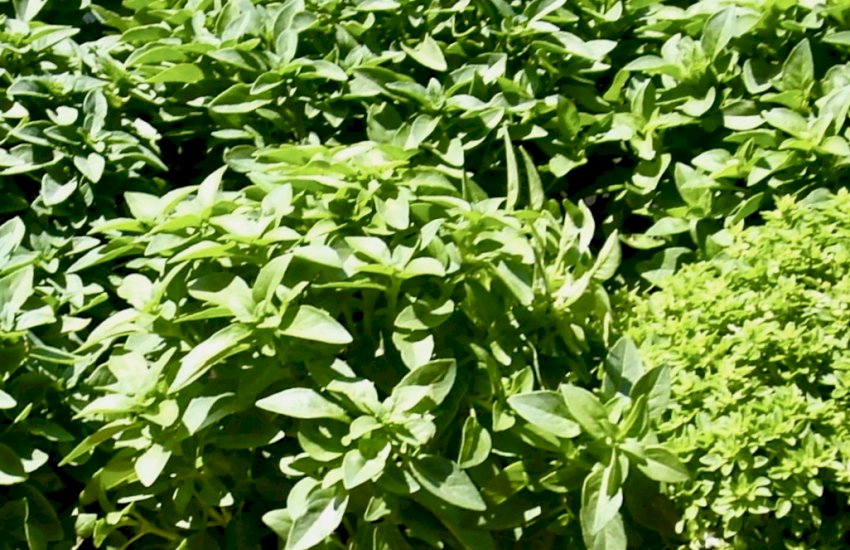 Basil: King of Greek Herbs & Culture