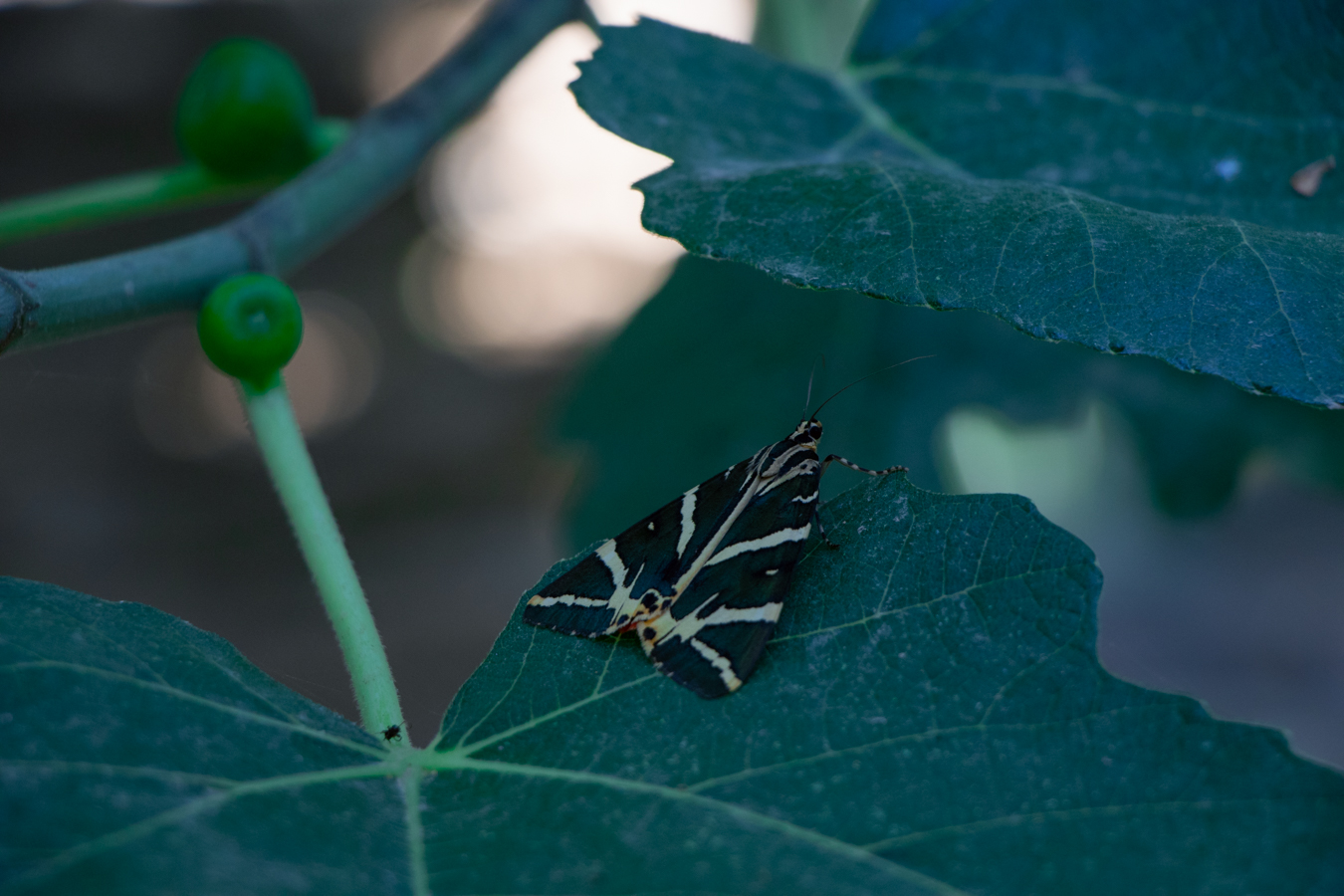 Butterflies Nature Reserve