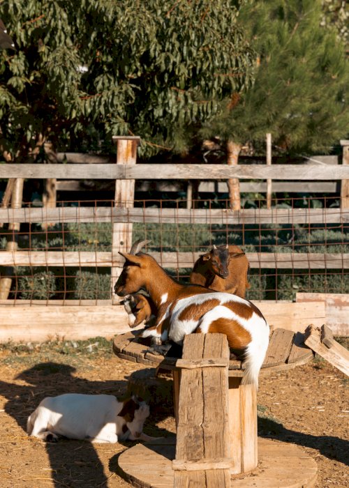 Karaiskos Farm