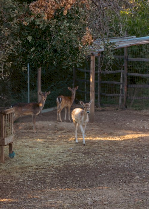 Karaiskos Farm