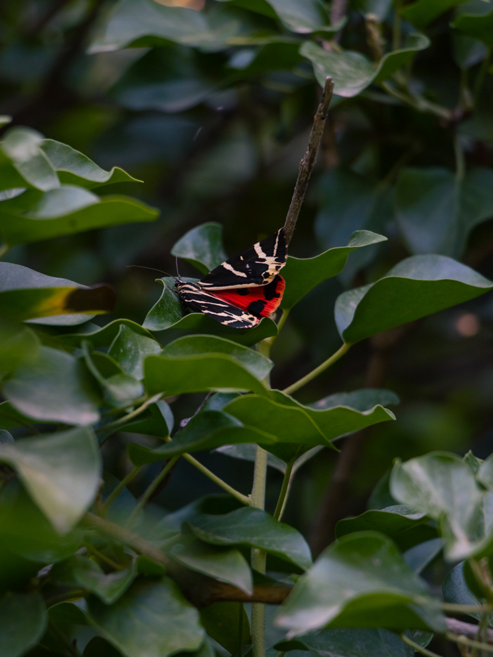 Butterflies Nature Reserve